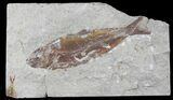 Beautiful Fossil Fish (Organotegatum) - Lebanon #24108-1